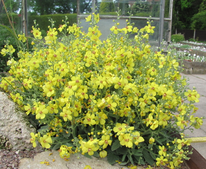 Verbascum 'Letitia' 